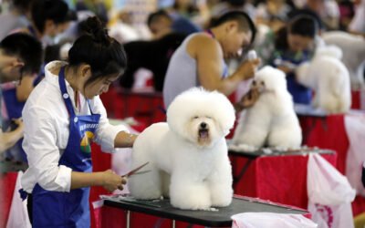 Passione animali domestici in Cina: le opportunità per le aziende italiane